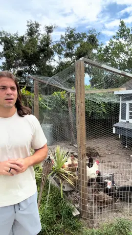 What do you think? #backyardchickens #urbanchickenfarmer 