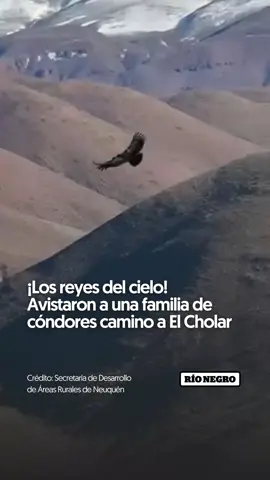 🦅 ¡Los reyes del cielo! Avistaron a una familia de cóndores camino a El Cholar 🤩 Un imponente espectáculo se vivió en el cielo neuquino camino a El Cholar. Una familia de cóndores desplegó sus alas y regaló hermosas postales. 🙌 ¡Qué maravilloso verlos así! 🎥 Crédito: Secretaria de desarrollo de Areas Rurales. #Condor #Neuquen #ElCholar 
