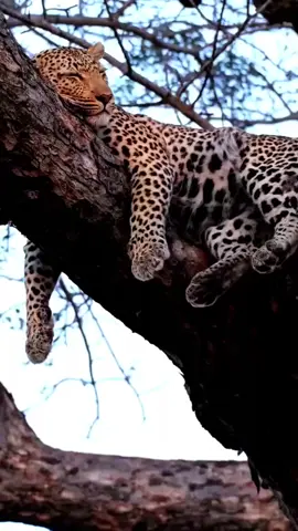 part 5#animals #wildlife #wildanimals #foryoupage #fyp 