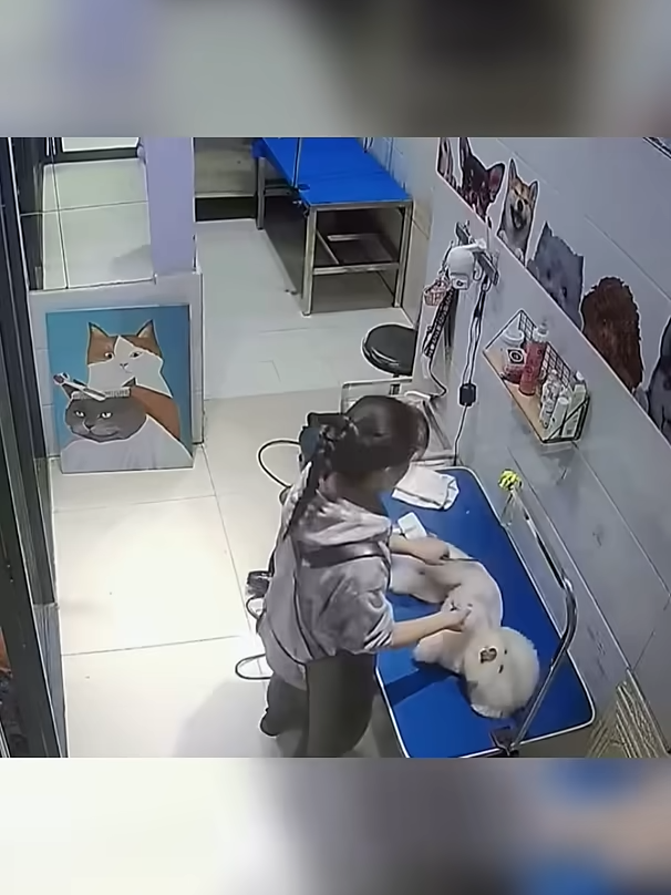 She discovered what her dog groomer really does when she s gone 😍