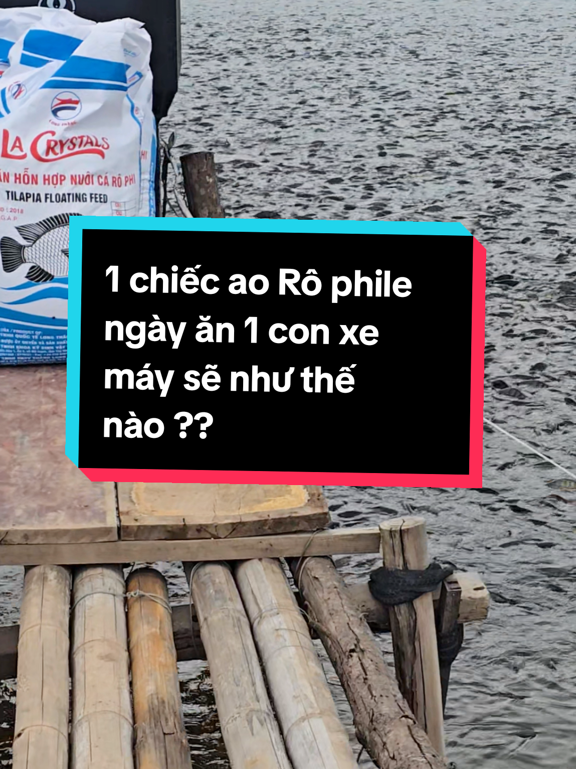 Ao này ăn 1 ngày hết 1 con xe  #viral #thuocthuysan #nuoica #channuoi #xuhuong 