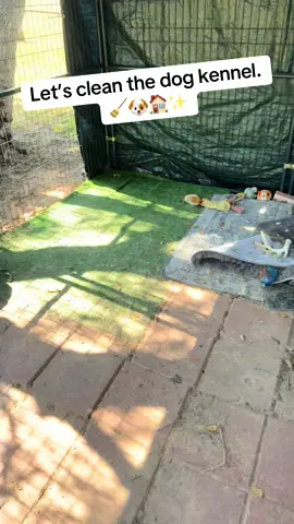 Canine crib reset. 🐶🏠🧹✨ #dog #dogtok #dogsofttiktok #clean #CleanTok 
