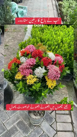 آپ کے باغ کا رنگین ستارہ۔ Ixora plant #fyp #evergreen #floweringplants🌼🌺🌹 #ixora #foryoupage❤️❤️ 