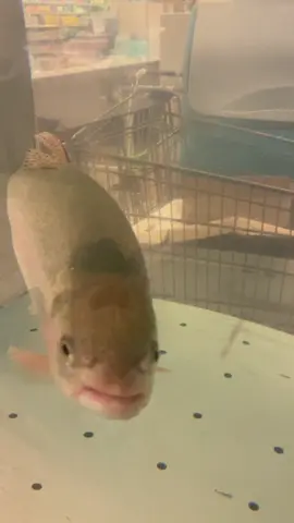 #fresh#fish#comeback 