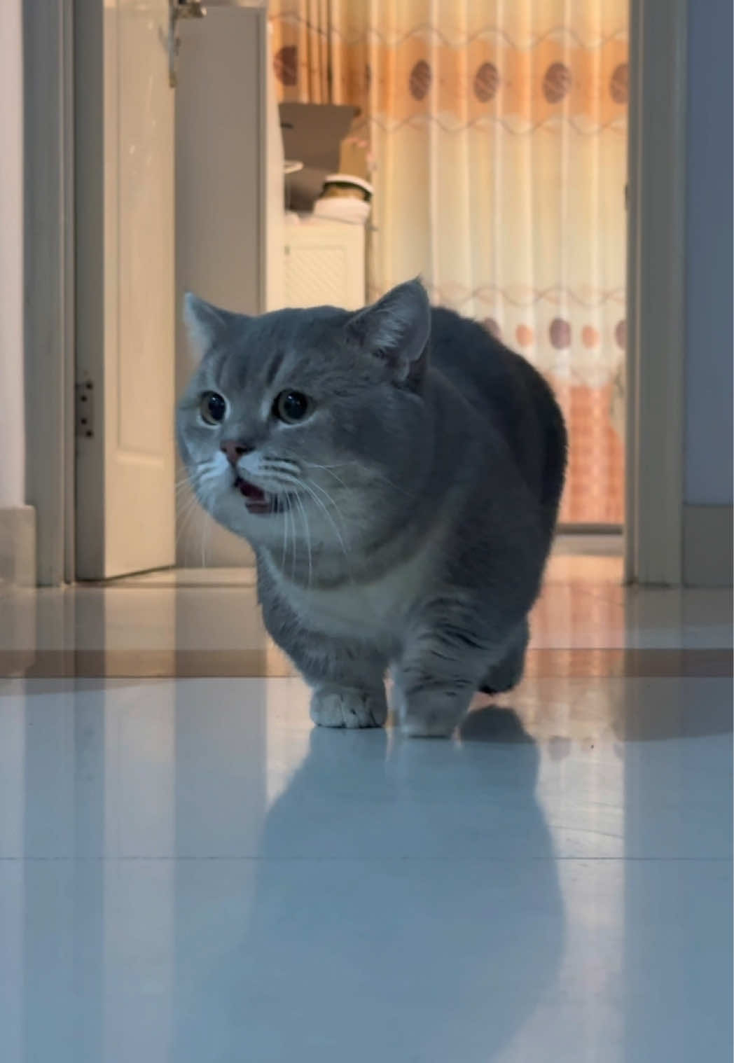 #funnyvideos #funny #cutecat #catsoftiktok 