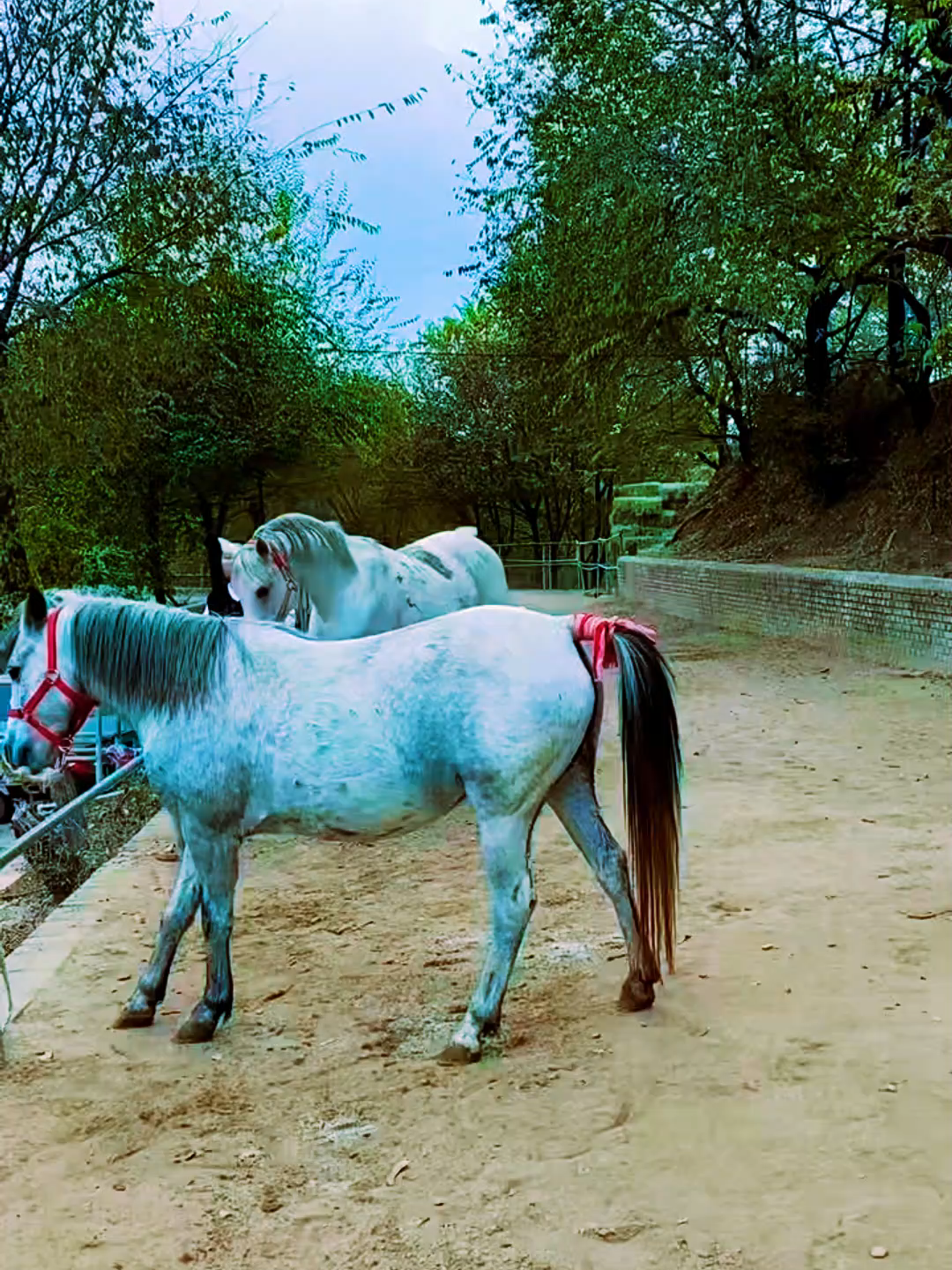 🐎✨ Horse Breeding – From Stallion to Foal #HorseBreeding #FoalJourney #EquineCare #HorseLovers #FarmLife #NatureBeauty #FoalLove #AnimalCare #EquestrianWorld #HorseLife