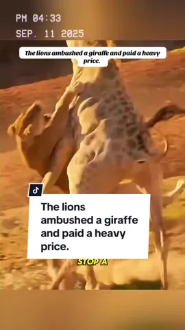 The lions ambushed a giraffe and paid a heavy price. #wildanimals #animals #foryou 