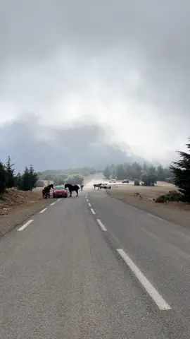 #mont_chrea 