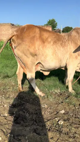 #cow #dairyfarm #daiy#short#youtubeshort