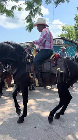 #caballos bárbaro 