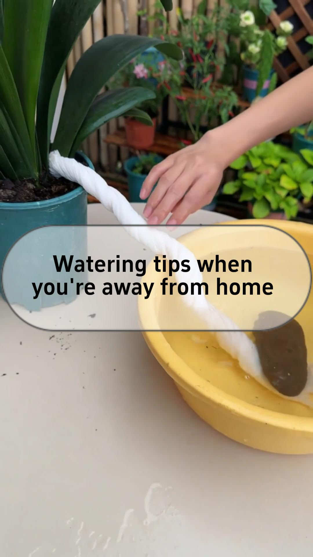 💦Watering tip when you're away from home.💦 💧First, fill the bag with water and tie knots, poke a hole to let water drip out. 💧Second, twist the towel into a rope, bury one end in the soil, and the other end in water. 💧Third, poke a hole in the bottle cap, insert the cotton swab, and secure the bottle with chopsticks. #planting #plants #gardening #watering #gardeningtools 