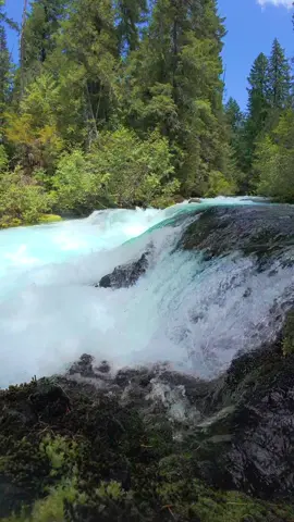 Along the banks of a raging river deep in the forest, the power of the clear blue waters surges with incredible force. Surrounded by lush greenery and towering evergreens, this wild and untamed scene is a reminder of the raw beauty and strength of nature in the Pacific Northwest 😍