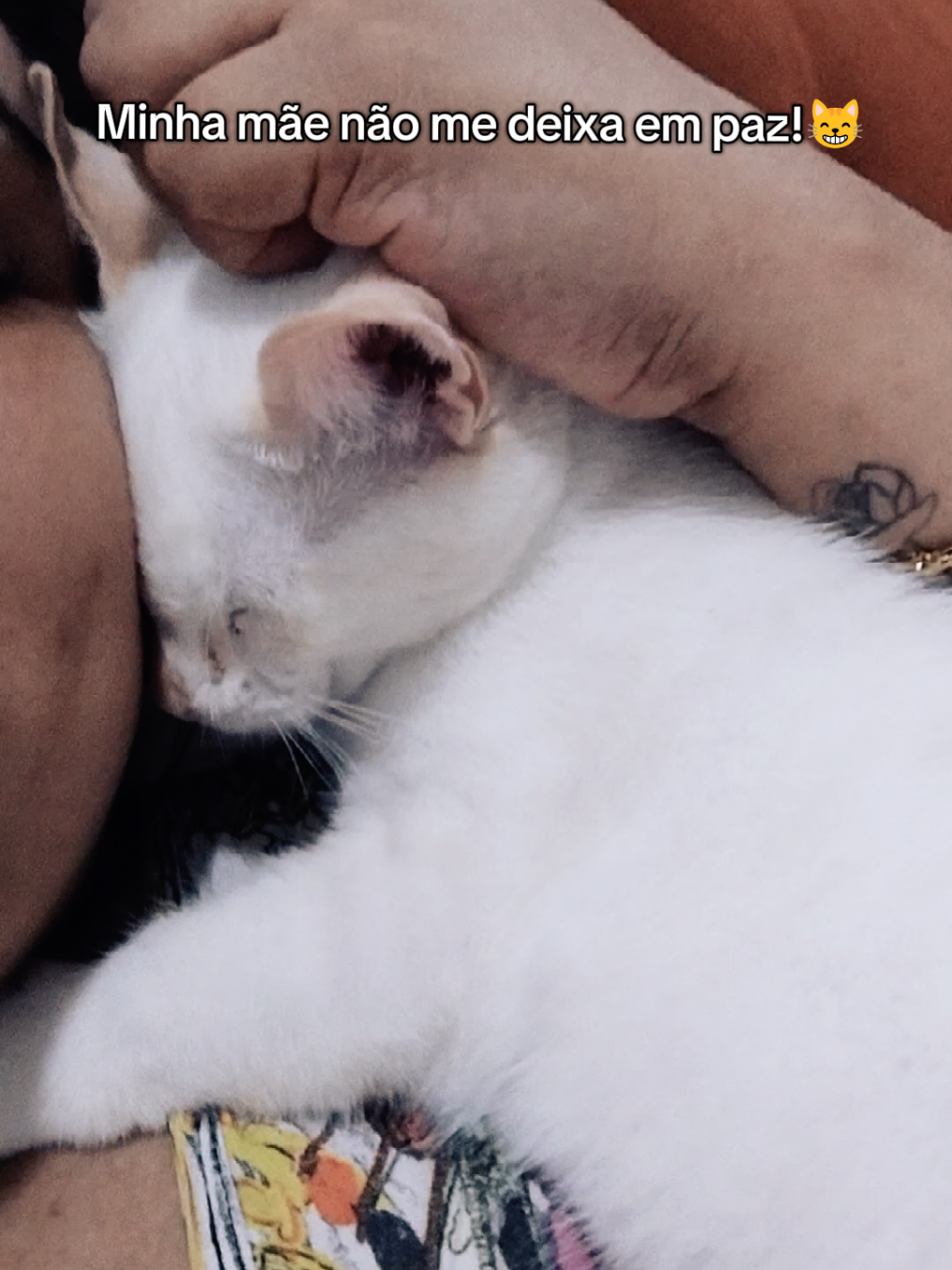 Gente ela me disse que sou fofinho, é verdade? 😻😹 #gatinho #gatos #maedepets🐾❤️ #amor  #creatorsearchinsights @Lila Shops 🛒✨ 