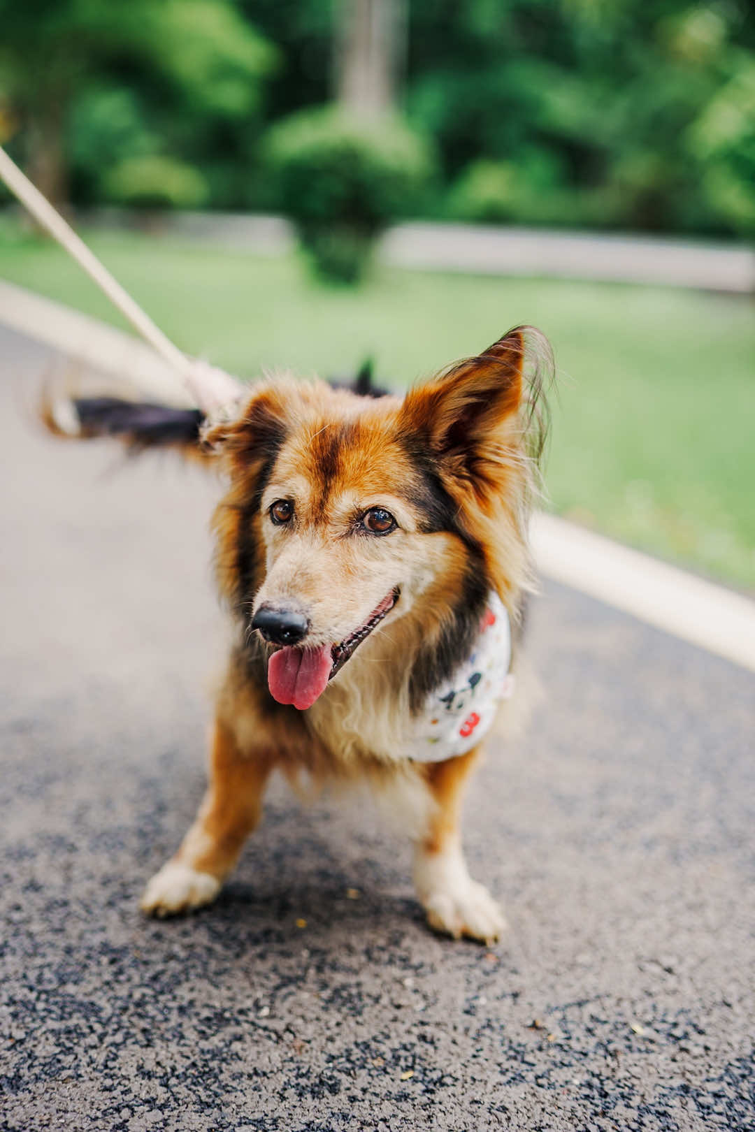 ✨ Today we met Pookie and Jamie! Pookie is already 16 years old but still looks so healthy and happy 🐾💖 Sorry to interrupt you on your way home—hope we run into each other again soon 😀 #barkandbokeh #doglovers #seniorpets #happydogs #petphotography