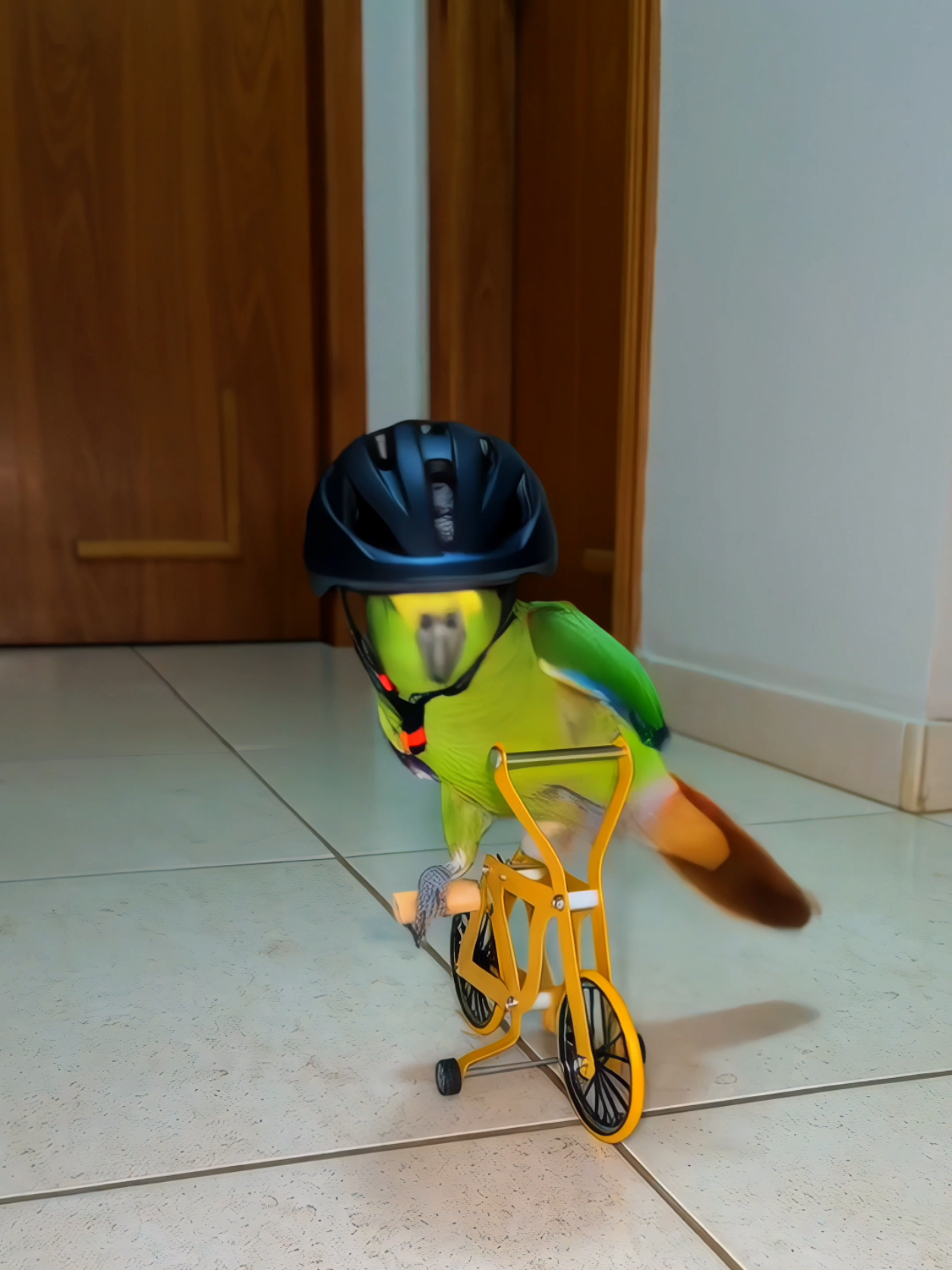Um papagaio Ciclista / Cycling parrot! #pets #Bike #Parrot #Birds #kenny    