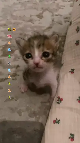 Top 11 Cutest Kittens 🐾💖#cutecats #catsOftiktok #CatHumor #funnycats #Catmeme