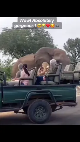 No matter how many times I’ve seen Elephants, I still cry sometimes when I see them. Elephants have a special place in my heart 🙏🏽🥰🐘 #elephant #africanwildlife #wildlife #safari #gamedrive 