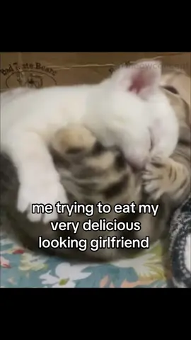 #cat #catsoftiktok #girlfriend #ilovemygf #couplecomedy #fyp 