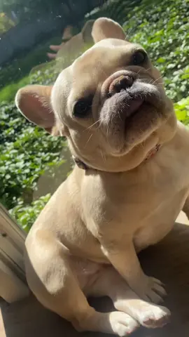 Just loafing around 🐕  #frenchie #bellyrubs #bulldog #doggytok 