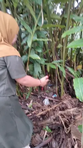 jamur purba ternyata isi mustika hitam #mistis #vidio #viral 