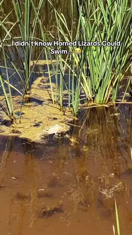 Turtle saves lizard from drowning 🤯🙏 (z_e_herping/IG) #hornedlizard #turtle #pondfishing #lizard 
