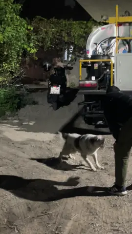 Кимылдама 