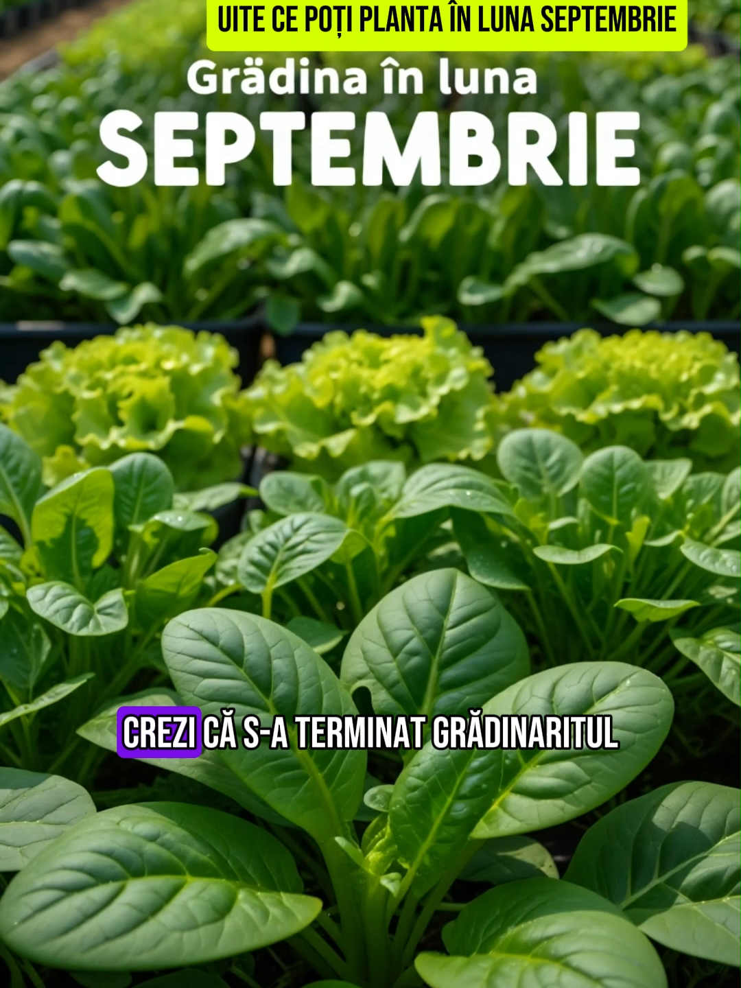 Crezi că s-a terminat grădinăritul? Uite ce poți planta în luna septembrie și ai recoltă rapidă #culturilunaseptembrie #lunaseptembrie #culturidetoamna Pe locul 1:  Ceapă și usturoi de iarnă. Se plantează la final de septembrie, prind rădăcini dar nu pornesc frunza. Pe locul 2, Pătrunjel de iarnă – puțini știu de el! Rezistă peste iarnă și răsare devreme primăvara. 3. Ridichi timpurii – dacă le semeni acum, culegi până la sfârșitul lunii! Pe locul 4 avem spanacul – rezistă bine la frig, merge și toamna, și primăvara. Pe 5 avem Rucola și salată verde – gata de consum în doar 2 - 4 săptămâni. Mazărea timpurie pe locul 6 – în aproximativ 20 de zile ai păstăi fragede. Ca și bonus, în luna septembrie poți pune și bulbi de flori (lalele, narcise, zambile) sau arbuști fructiferi (zmeur, coacăz). Așa că după cum vezi luna septembrie nu înseamnă sfârșitul grădinii, ci un nou început! Ai de gând să plantezi ceva luna asta? Scrie în comentarii.