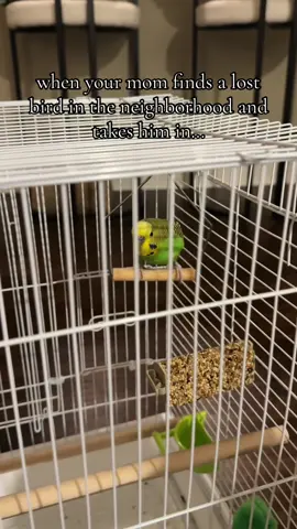his name is darby #CapCut #birdsoftiktok #rescueanimals #rescuebird #parakeet 