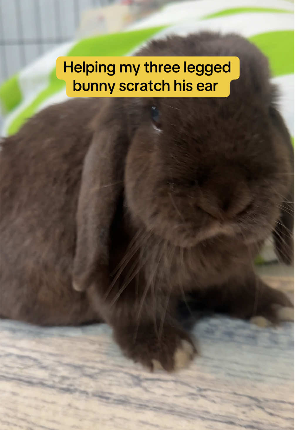 He looks so relieved at the end 😍  #tripodbunny #disabledbunny #bunnytok 