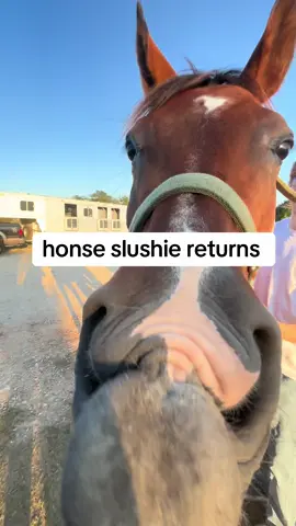 honse was extra messy today :p #fyp #honse #horsesoftiktok #slushie #funny 