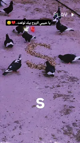 #الشاملي #البولندي #العراق🇮🇶 #مشاهير_تيك_توك #tiktok 