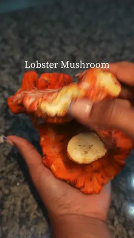 Lobster Mushroom Rolls 🍄  ✨I cleaned with a fruit brush (they don’t absorb water like other mushroom types)  ✨Seasoned with kelp, dulse, umami, frontier seafood seasoning, old bay and lemon juice.  ✨The buns are Keto by Nature’s Own  🍄mushrooms from @themushroomkings  #mushrooms #lobster #lobstermushrooms #vegan #plantbased 