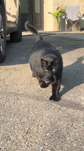 #polydactylcat #blackcat #catsoftiktok #polydactyl #funnycats 