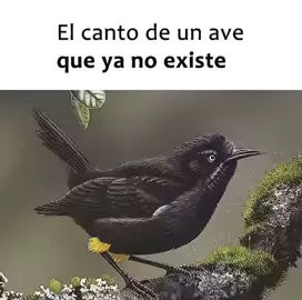 El último pájaro de su especie fue un macho del Kauaʻi ʻōʻō (Moho braccatus), un ave endémica de la isla de Hawái, que en 1987 grabó su canto de apareamiento sin recibir respuesta de una hembra, marcando el fin de su especie y de toda su familia de aves, los Mohoidae, que se extinguió debido a la destrucción de su hábitat, enfermedades, especies invasoras y otros factores relacionados con las actividades humanas.  #fypシ゚viral #foryou #avecantora 