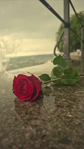 #avyn♥️♥️♥️♥️🌹🌹🌹🌹 #avyn♥️♥️♥️♥️🌹🌹🌹🌹 
