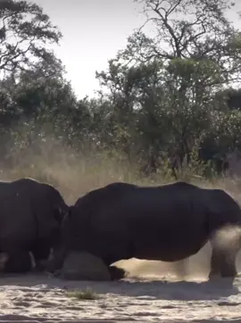 #africanwildlife #wildlife #safari #elleafricasafaris #elleafricasafari 