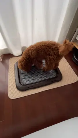 You did a great job using the potty! #puppy #toypoodle #poodleworld #funnypets #トイプードル 