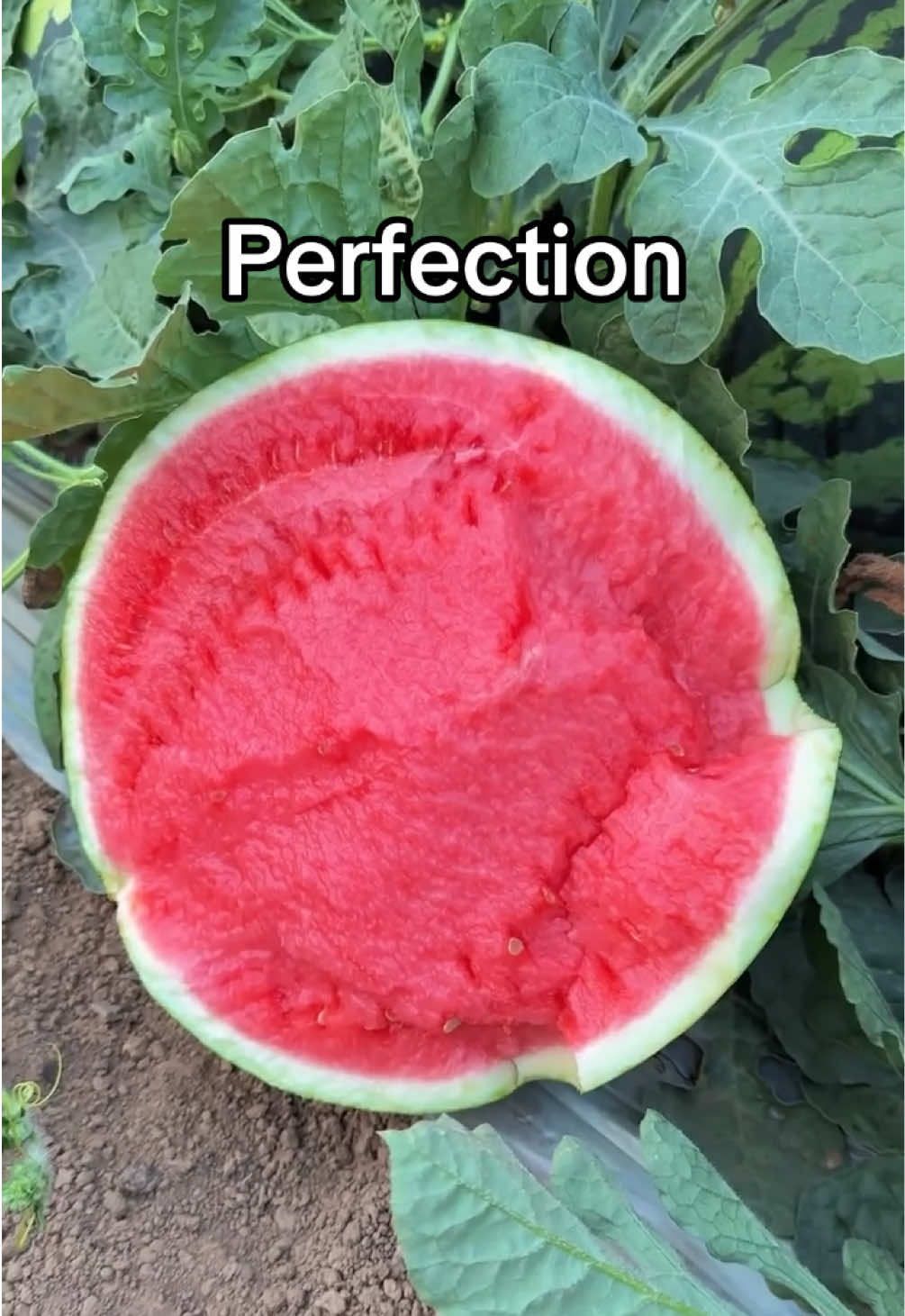 I need it 🍉 #watermelon #fruit #oddlysatisfying #asmr #shoutoutot (via muqir0088/IG)