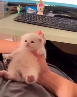 #cat #fyp 