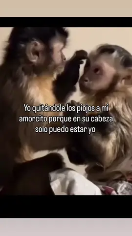 #literal #chespiojos #jajaja