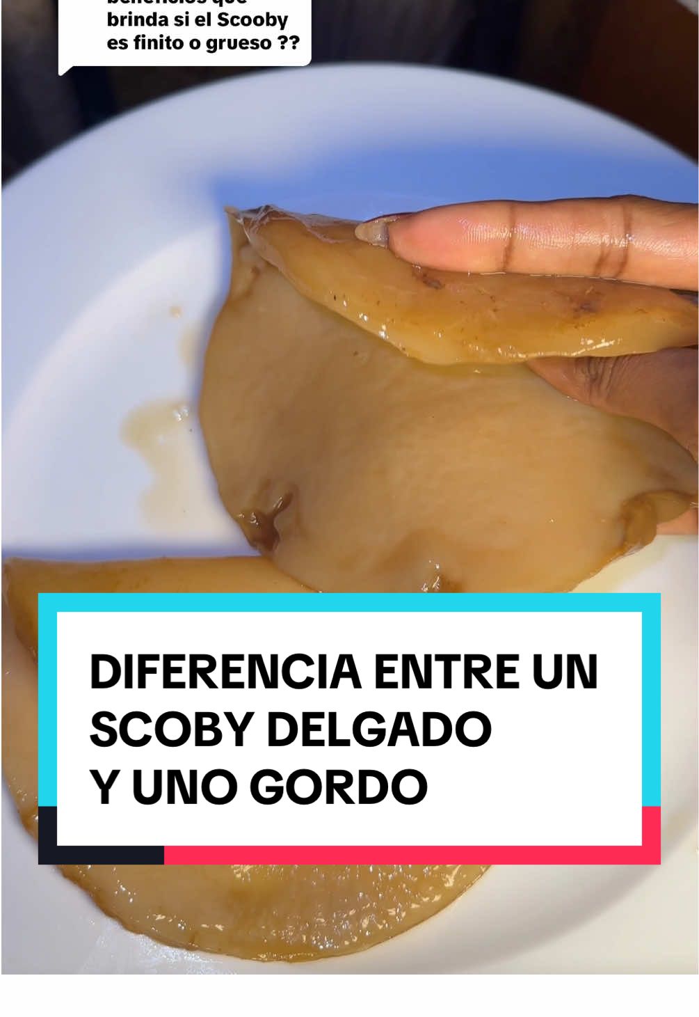 Respuesta a @Andi Slaven DIFERENCIA ENTRE UN SCOBY GRUESO Y UNO DELGADO #scoby #kombucha #bebidaprobiotica 