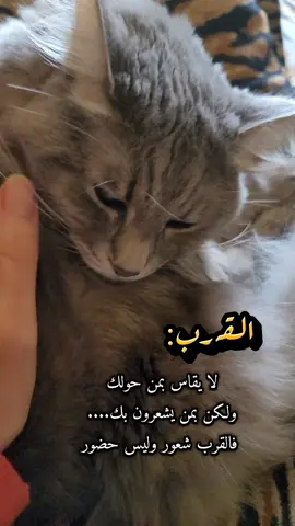 🥹❤️#gray_louna #قطة_الترند #قططي #قطتي #محبين_القطط 