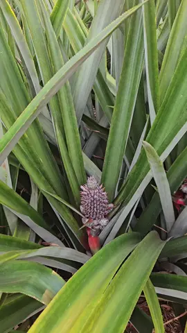 O agro nao para! produção de Abacaxi em estágio de flor 🍍