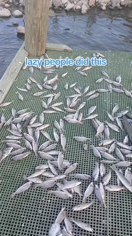 I had to clean the dock before I started fishing. it was bad and shouldn't have. een left like this. #saltwaterfishing #fish #fishtok #fishing 