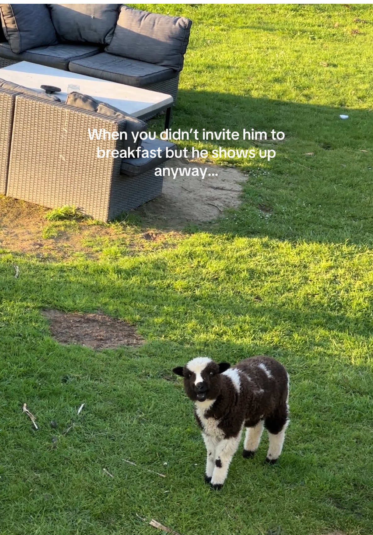 Kevin from 2023 😭                                                          #kevinthesheep #lunaticasylum #nz #farm 
