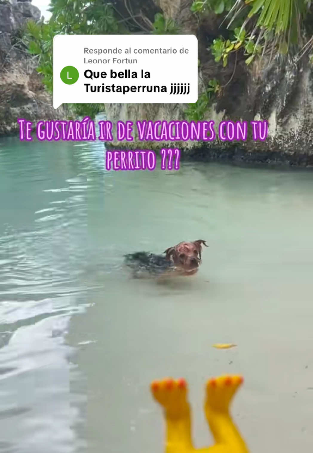 Respuesta a @Leonor Fortun 
