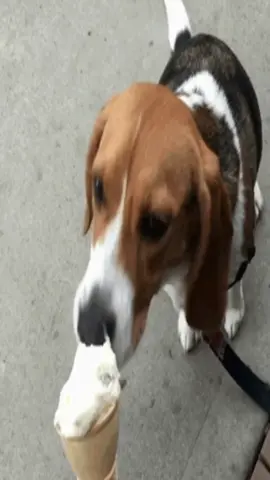 #beagle #beagles #dog #dogs 