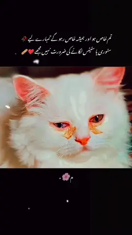 #fyp #fypviralシ #sadpoetry #.🌸م 