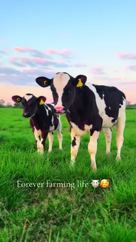 Farming lifestyle 🥰  #countryglow #dairydreams #girlsdoitbest #pasturepeace #forgoupageofficial 