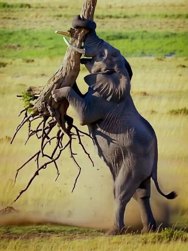 #wildanimals #wildlife #wala #wildanimals #wildlife #wala #fouryou 